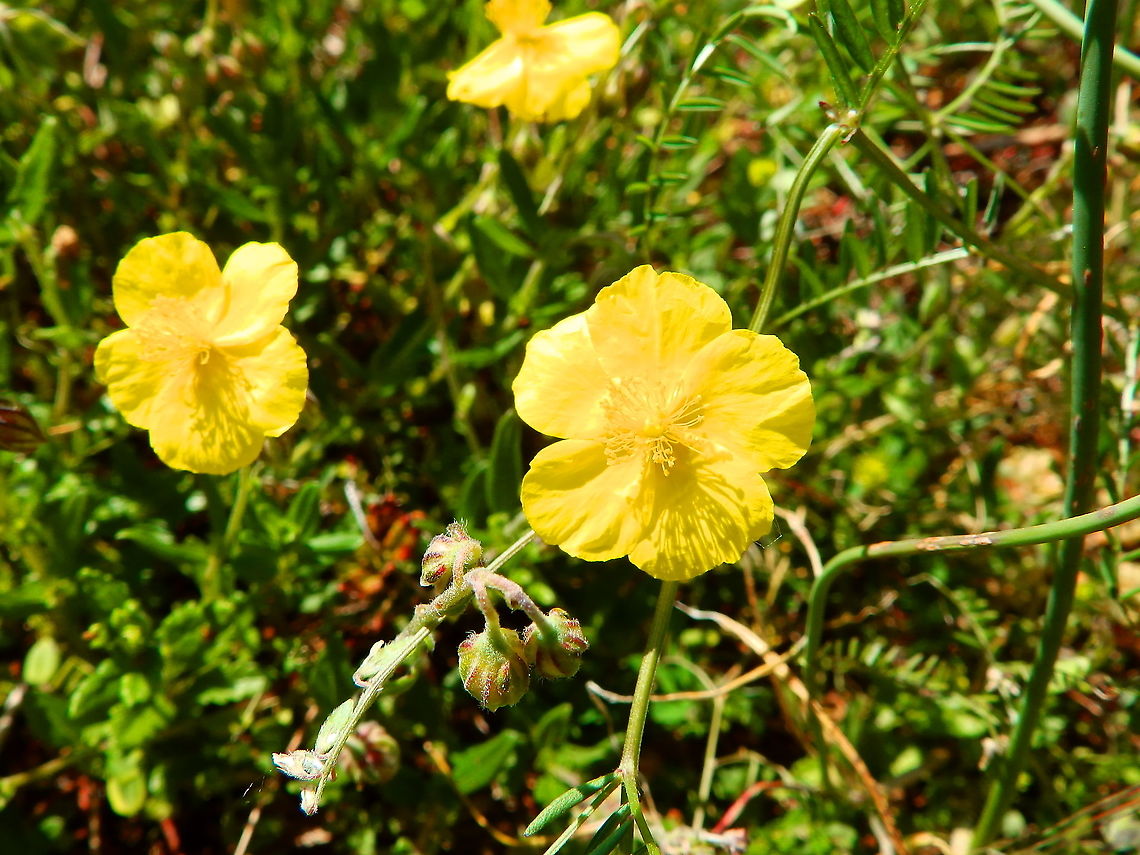 Rock Rose - Helianthemum nummularium Fondry Des Chiens Belgium,Geotagged,Helianthemum nummularium,Spring