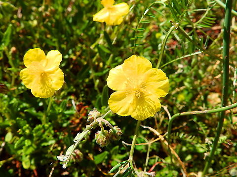 Rock Rose - Helianthemum nummularium Fondry Des Chiens Belgium,Geotagged,Helianthemum nummularium,Spring