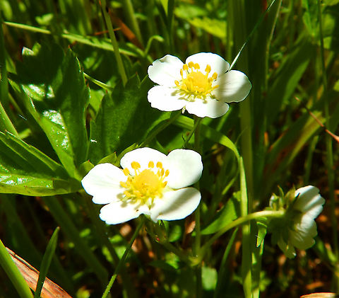 Fragaria vesca - Woodland strawberry Fondry des Chiens Belgium,Fragaria vesca,Geotagged,Spring,Woodland strawberry