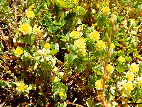 Little hop clover - Trifolium dubium Roche &agrave; Lomme Belgium,Geotagged,Little hop clover,Spring,Trifolium dubium