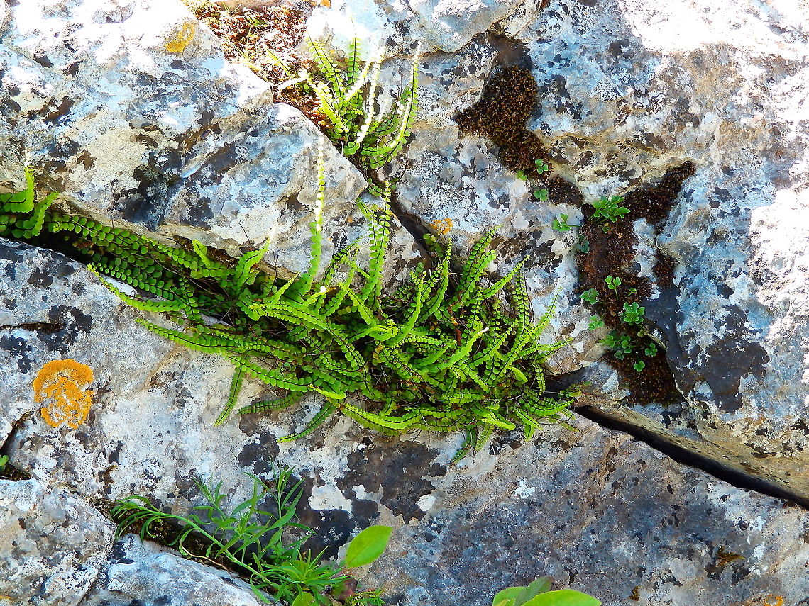 Asplenium trichomanes - Maidenhair spleenwort Roche &agrave; Lomme Asplenium trichomanes,Belgium,Geotagged,Maidenhair spleenwort,Spring