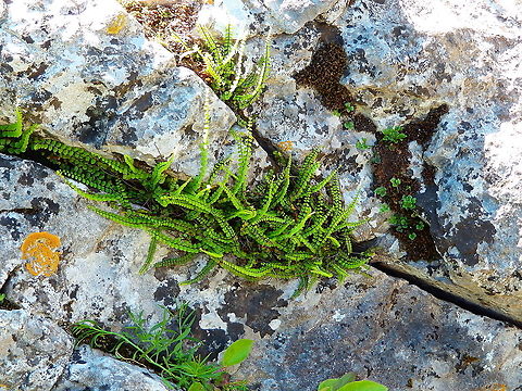 Asplenium trichomanes - Maidenhair spleenwort Roche &agrave; Lomme Asplenium trichomanes,Belgium,Geotagged,Maidenhair spleenwort,Spring