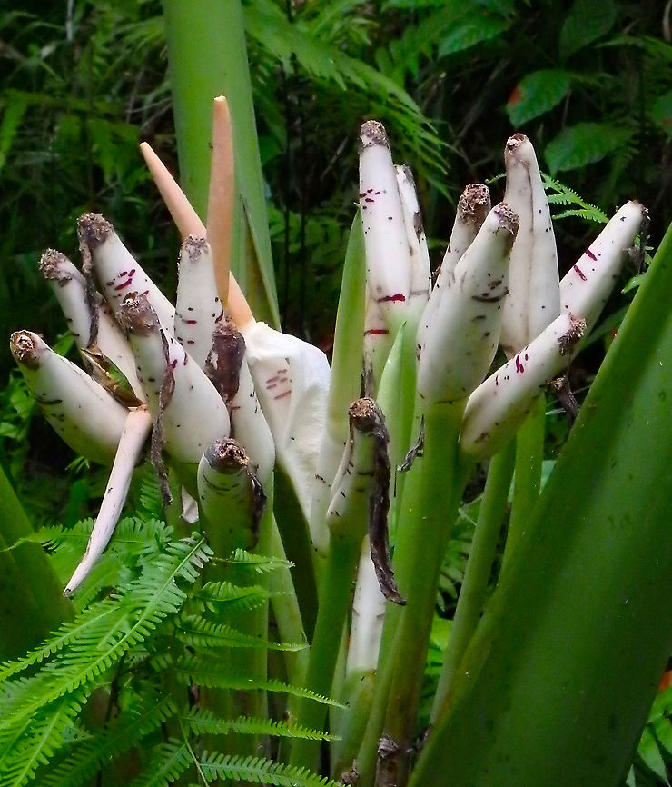 Inflorescences - Alocasia scabriuscula - Elephant's Ear Little by little I am finding new species names for my sightings in North East Borneo in 2015. This plant was found in Tabin. Next picture shows the entire plant.<br />
To be honest my ID is still speculative, based on the inflorescences. The leaves in the next picture make me doubt...the only thing I am sure of is that it is an Alocasia :-)<br />
<figure class="photo"><a href="https://www.jungledragon.com/image/93166/alocasia_scabriuscula_-_elephants_ear.html" title="Alocasia scabriuscula - Elephant&#039;s Ear"><img src="https://s3.amazonaws.com/media.jungledragon.com/images/2298/93166_thumb.jpg?AWSAccessKeyId=05GMT0V3GWVNE7GGM1R2&Expires=1759968010&Signature=Gr%2BJCCyYiHna%2FhDdOtyG0TQ33As%3D" width="122" height="152" alt="Alocasia scabriuscula - Elephant&#039;s Ear  Alocasia scabriuscula,Elephant&#039;s Ear,Geotagged,Malaysia,Summer" /></a></figure> Alocasia scabriuscula,Elephant's Ear,Geotagged,Malaysia,Summer