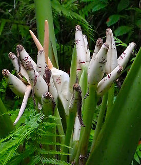Inflorescences - Alocasia scabriuscula - Elephant's Ear Little by little I am finding new species names for my sightings in North East Borneo in 2015. This plant was found in Tabin. Next picture shows the entire plant.
To be honest my ID is still speculative, based on the inflorescences. The leaves in the next picture make me doubt...the only thing I am sure of is that it is an Alocasia :-)
https://www.jungledragon.com/image/93166/alocasia_scabriuscula_-_elephants_ear.html Alocasia scabriuscula,Elephant's Ear,Geotagged,Malaysia,Summer