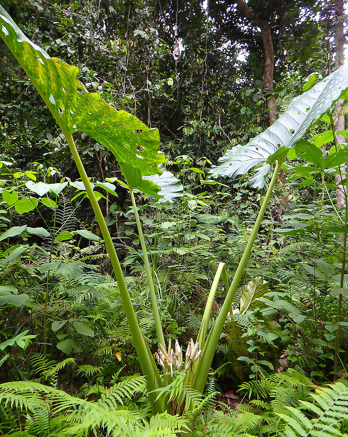 Alocasia scabriuscula - Elephant's Ear  Alocasia scabriuscula,Elephant's Ear,Geotagged,Malaysia,Summer