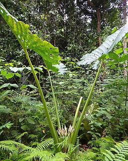 Alocasia scabriuscula - Elephant's Ear  Alocasia scabriuscula,Elephant's Ear,Geotagged,Malaysia,Summer