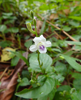 Chinese Violet-Asystasia gangetica  Asystasia gangetica,Chinese violet,Geotagged,Malaysia,Summer