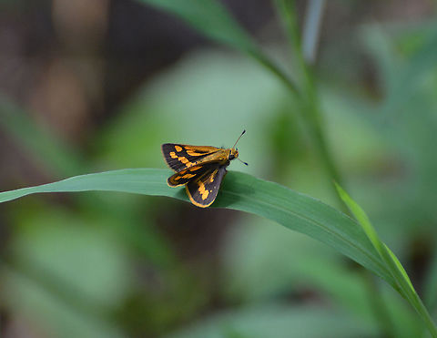 Common Palm Dart - Telicota colon  Geotagged,Malaysia,Pale palm dart,Summer,Telicota colon