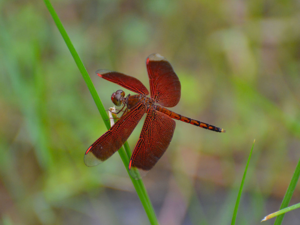 Dragonfly - Neurothemis ramburii  Geotagged,Malaysia,Neurothemis ramburii,Summer