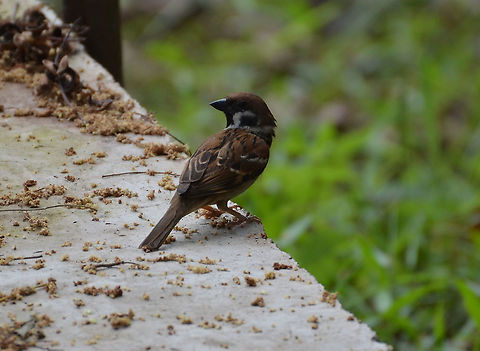 Eurasian tree sparrow - Passer montanus  Eurasian Tree Sparrow,Geotagged,Malaysia,Passer montanus,Summer