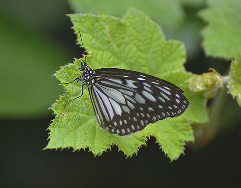 Glassy Tiger - Parantica aglea  Geotagged,Glassy Tiger,Malaysia,Parantica aglea,Summer