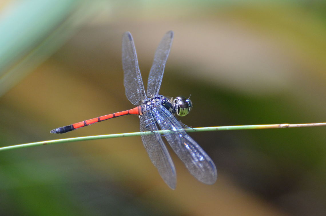 Red Swampdragon - Agrionoptera insignis  Agrionoptera insignis,Agrionoptera_insignis,Geotagged,Malaysia,Summer