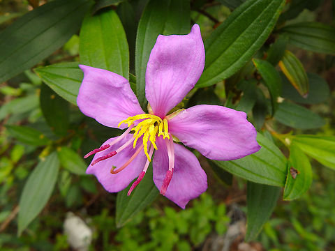 Melastoma_malabathricum  Geotagged,Malabar melastome,Malaysia,Melastoma malabathricum,Summer