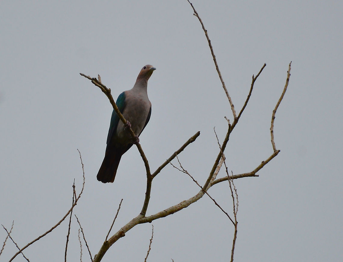 Green Imperial Pigeon- Ducula aenea  Ducula aenea,Geotagged,Green imperial pigeon,Malaysia,Summer