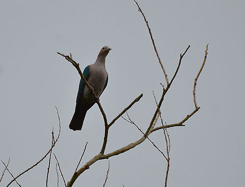 Green Imperial Pigeon- Ducula aenea  Ducula aenea,Geotagged,Green imperial pigeon,Malaysia,Summer