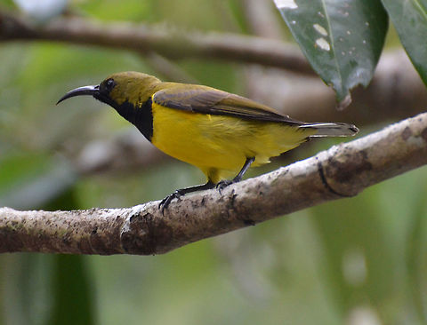 Olive-Backed Sunbird - Cinnyris jugularis  Cinnyris jugularis,Geotagged,Malaysia,Olive-backed Sunbird,Summer