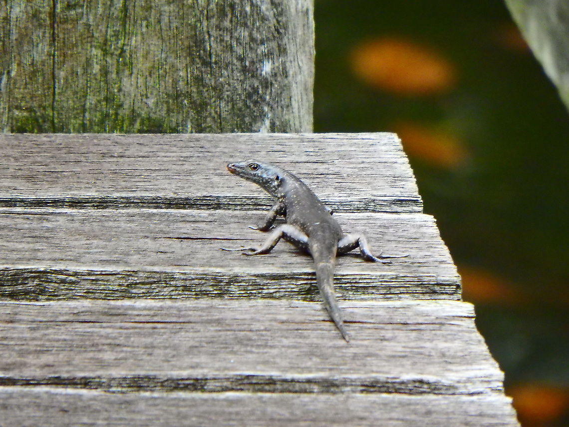 Mangrove Skink - Emoia atrocostata  Emoia atrocostata,Geotagged,Malaysia,Summer
