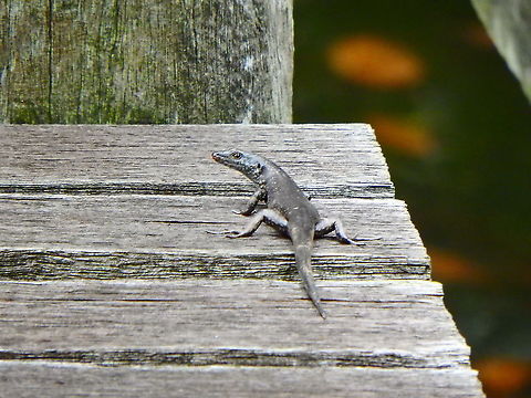 Mangrove Skink - Emoia atrocostata  Emoia atrocostata,Geotagged,Malaysia,Summer