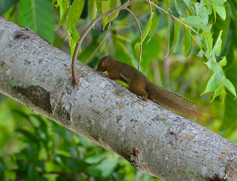 Black Stripped Squirrel - Callosciurus nigrovittatus  Black-striped squirrel,Callosciurus nigrovittatus,Geotagged,Malaysia,Summer