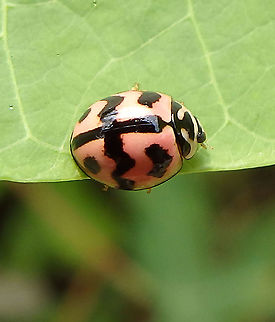 Six-Spotted Zigzag Ladybird - Cheilomenes sexmaculata     Cheilomenes sexmaculata,Geotagged,Malaysia,Summer,Zigzag Ladybird