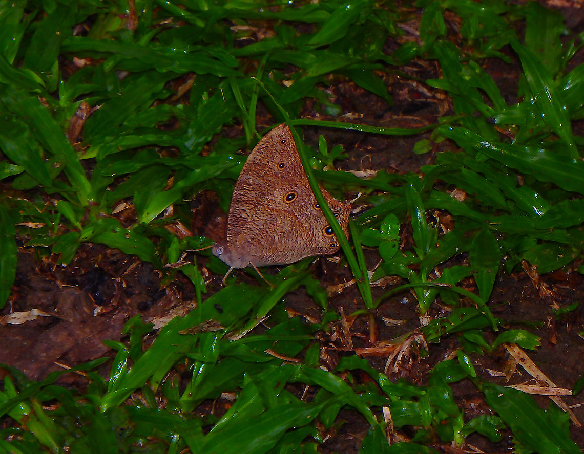 Common Evening Brown - Melanitis leda  Common evening brown,Geotagged,Malaysia,Melanitis leda,Summer