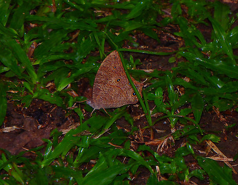Common Evening Brown - Melanitis leda  Common evening brown,Geotagged,Malaysia,Melanitis leda,Summer