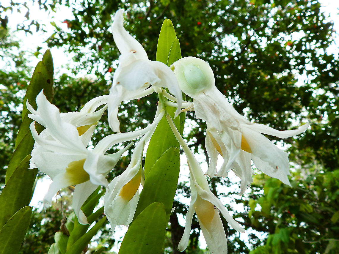 Dendrobium dearei  Deares dendrobium,Dendrobium dearei,Geotagged,Malaysia,Summer,native orchids,orchid