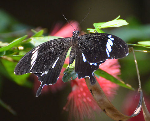 Black and White Helen - Papilio nephelus var. albolineatus  Butterfly,Geotagged,Malaysia,Papilio nephelus,Summer