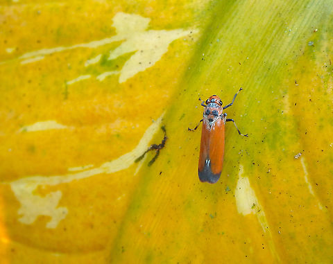 Sharpshooter Leafhopper - Bothrogonia addita  Bothrogonia addita,Geotagged,Malaysia,Summer