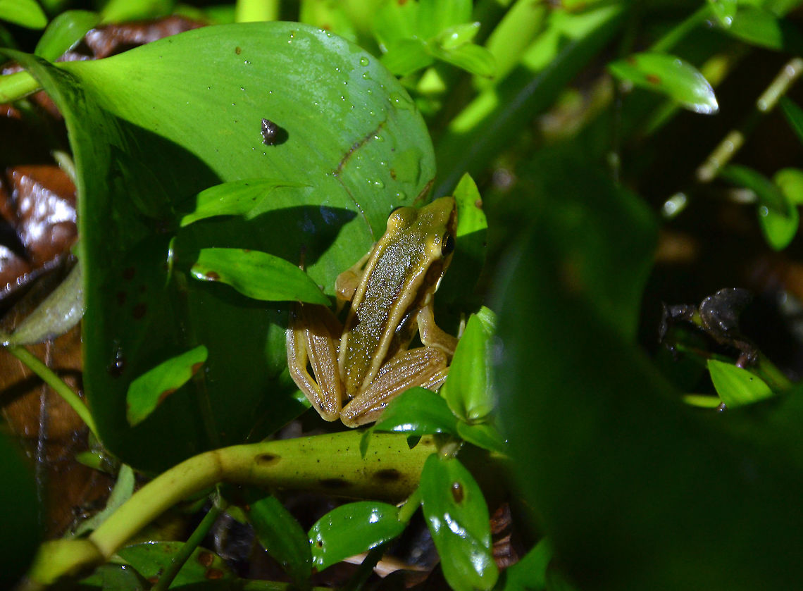 Green Paddy Frog - Hylarana erythraea  Common green frog,Geotagged,Hylarana erythraea,Malaysia,Summer