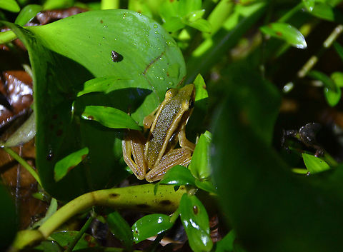 Common green frog