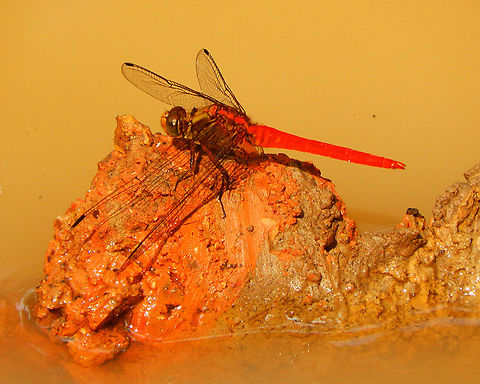 Crimson Dropwing - Orthetrum testaceum          Geotagged,Malaysia,Orthetrum testaceum,Summer