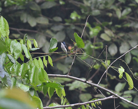 Black-winged flycatcher shrike - Hemipus hirundinaceus  Black-winged flycatcher-shrike,Geotagged,Hemipus hirundinaceus,Malaysia,Summer