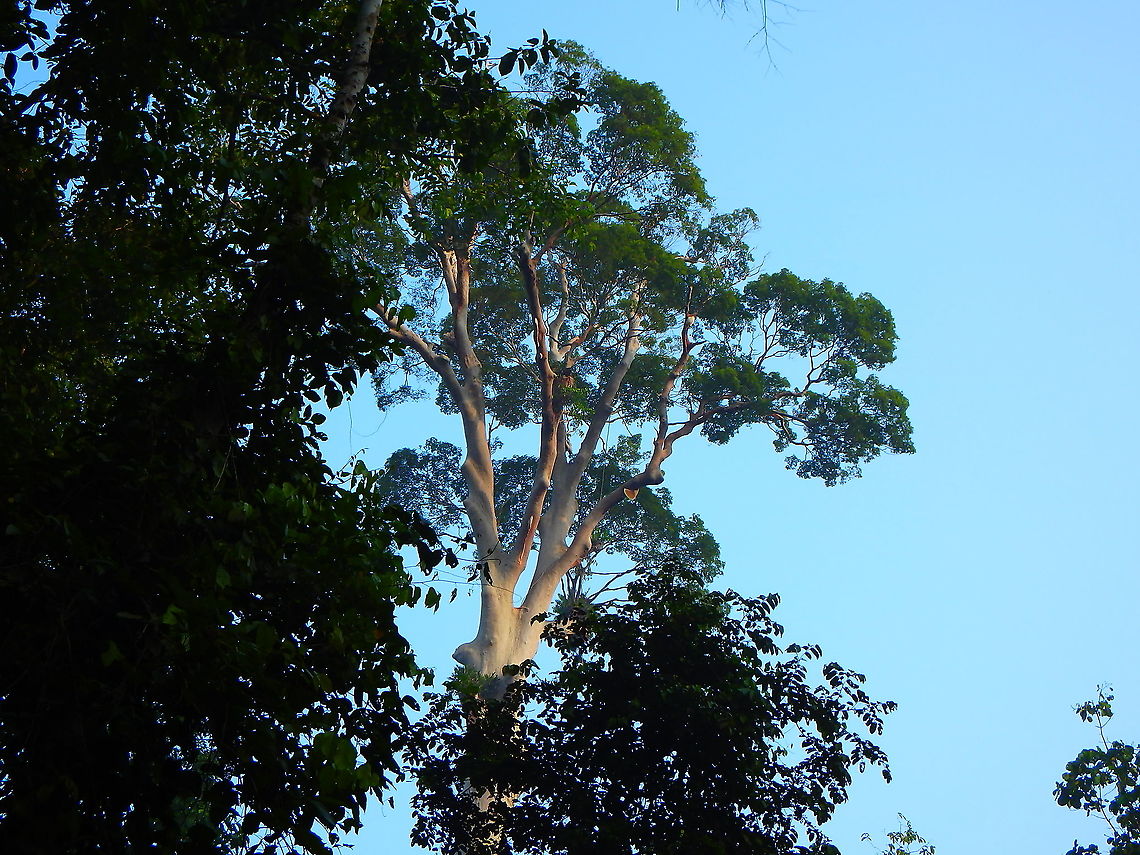 Tualang Tree - Koompassia excelsa With big bee hives, very distinctive in the Permain Planation Road in Tabin (Sabah, Borneo).<br />
<figure class="photo"><a href="https://www.jungledragon.com/image/95695/tualang_tree_-_koompassia_excelsa.html" title="Tualang Tree - Koompassia excelsa"><img src="https://s3.amazonaws.com/media.jungledragon.com/images/2298/95695_thumb.JPG?AWSAccessKeyId=05GMT0V3GWVNE7GGM1R2&Expires=1763596810&Signature=D3dFYnj24uyULPFrI9PDBGkKbi0%3D" width="116" height="152" alt="Tualang Tree - Koompassia excelsa  Geotagged,Koompassia excelsa,Malaysia,Summer" /></a></figure> Geotagged,Koompassia excelsa,Malaysia,Summer