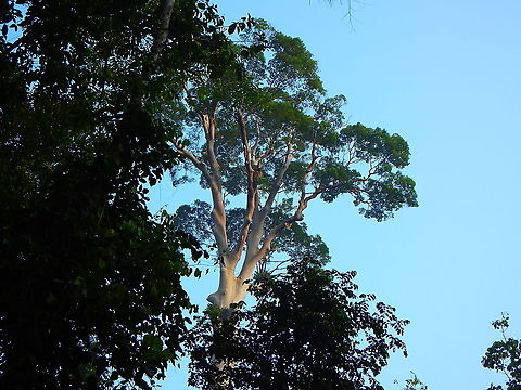 Tualang Tree - Koompassia excelsa With big bee hives, very distinctive in the Permain Planation Road in Tabin (Sabah, Borneo).
https://www.jungledragon.com/image/95695/tualang_tree_-_koompassia_excelsa.html Geotagged,Koompassia excelsa,Malaysia,Summer
