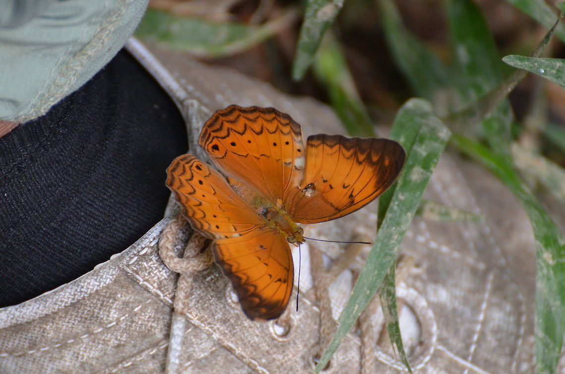 Common Yeoman - Cirrochroa tyche  Cirrochroa tyche,Common yeoman,Geotagged,Malaysia,Summer