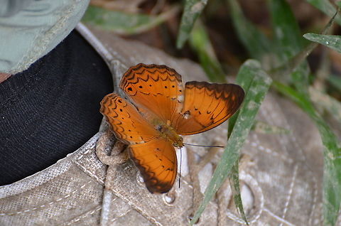 Common Yeoman - Cirrochroa tyche  Cirrochroa tyche,Common yeoman,Geotagged,Malaysia,Summer
