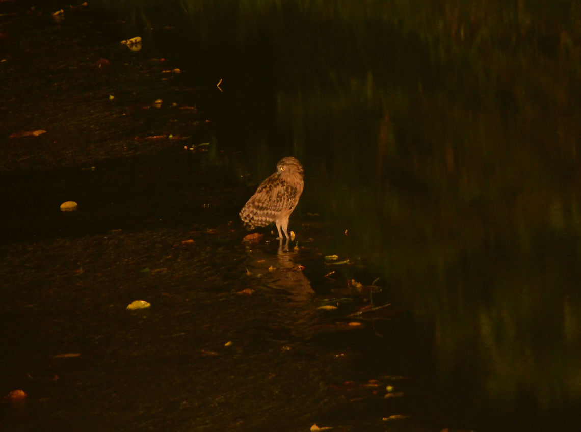 Buffy Fish Owl - Bubo ketupu In the middle of the night, fishing in the Lipad River, Tabin (Sabah, Borneo). Bubo ketupu,Buffy fish owl,Geotagged,Malaysia,Summer