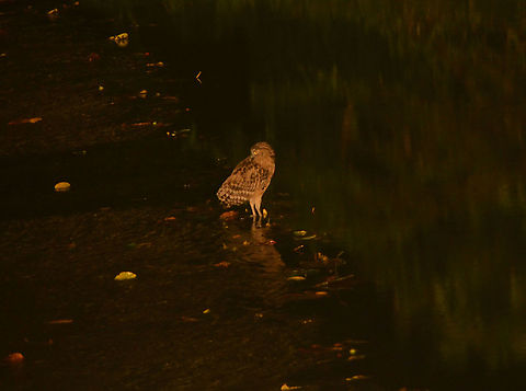 Buffy Fish Owl - Bubo ketupu In the middle of the night, fishing in the Lipad River, Tabin (Sabah, Borneo). Bubo ketupu,Buffy fish owl,Geotagged,Malaysia,Summer