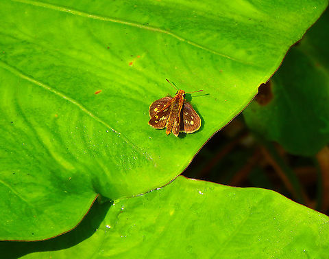 Ardonia Skipper - Taractrocera ardonia  Geotagged,Malaysia,Summer,Taractrocera ardonia
