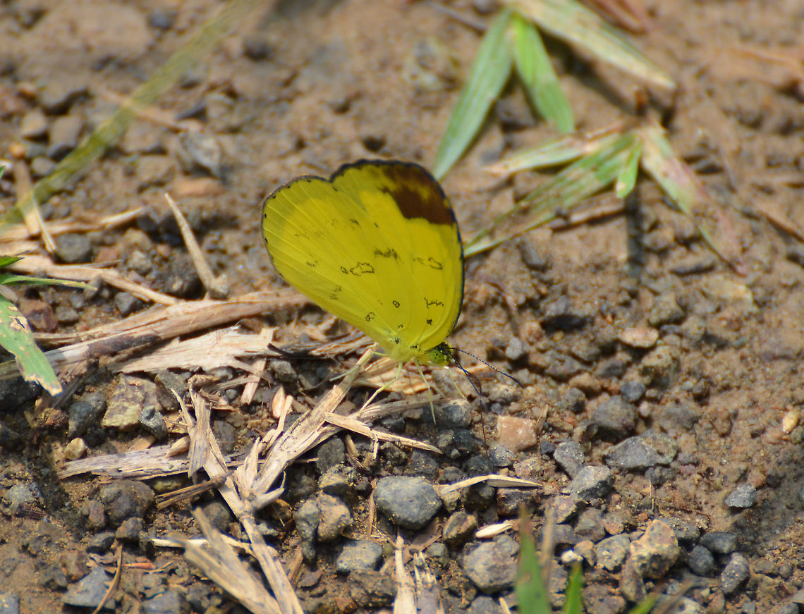 Chocolate Grass Yellow - Eurema sari sodalis  Chocolate grass yellow,Eurema sari,Geotagged,Malaysia,Summer