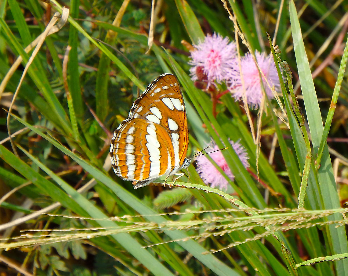 Common Glider - Neptis sappho  Geotagged,Malaysia,Neptis sappho,Pallas Sailer,Summer