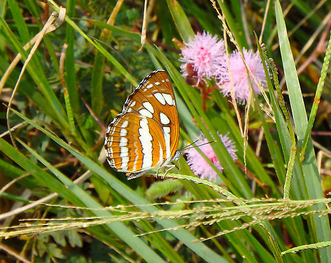 Common Glider - Neptis sappho  Geotagged,Malaysia,Neptis sappho,Pallas Sailer,Summer