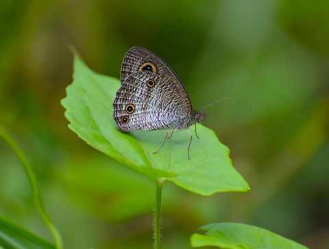 Common Three Ring -Ypthima pandocus  Geotagged,Malaysia,Summer,Ypthima pandocus