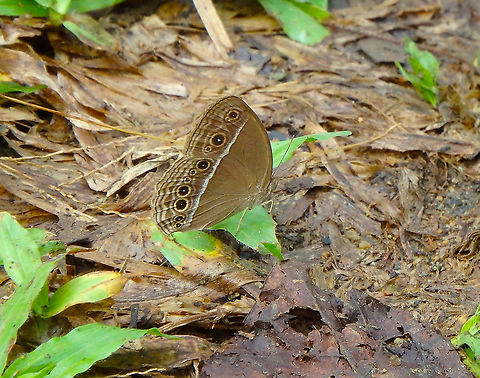 Long-brand bushbrown - Mycalesis visala phmis  Geotagged,Long-brand bushbrown,Malaysia,Mycalesis visala,Summer