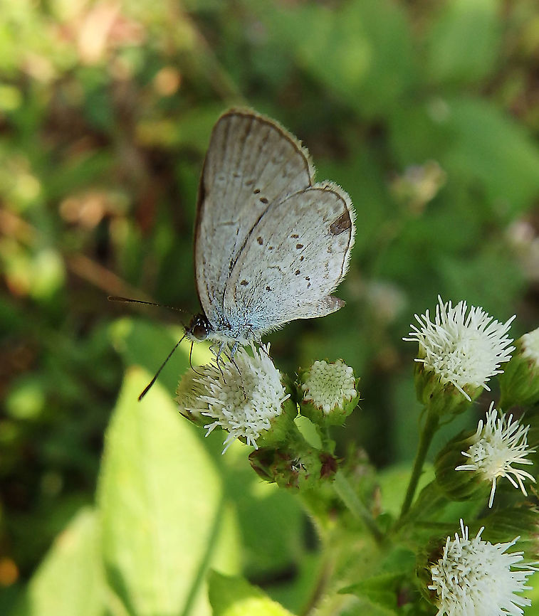 Pale Grass Blue - Pseudozizeeria maha         Geotagged,Malaysia,Pale grass blue,Pseudozizeeria maha,Summer