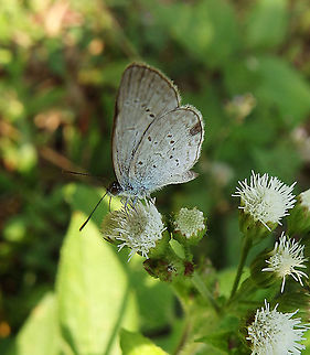 Pale Grass Blue - Pseudozizeeria maha         Geotagged,Malaysia,Pale grass blue,Pseudozizeeria maha,Summer