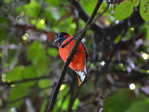 Red-naped Trogon - Harpactes kasumba  Geotagged,Harpactes kasumba,Malaysia,Summer,red-naped trogon