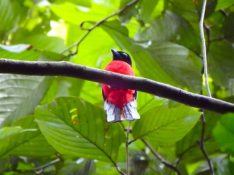Scarlet-rumped Trogon - Harpactes duvaucelii  Geotagged,Harpactes duvaucelii,Malaysia,Scarlet-rumped trogon,Summer