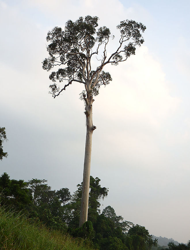Tualang Tree - Koompassia excelsa  Geotagged,Koompassia excelsa,Malaysia,Summer
